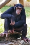 שימפנזה (גן חיות)